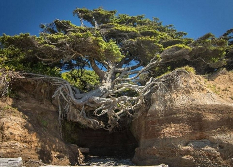 樹(shù)堅(jiān)強(qiáng)！樹(shù)木絕地逢生展自然之美