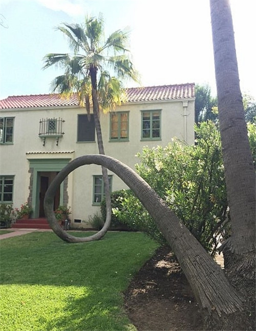 樹(shù)堅(jiān)強(qiáng)！樹(shù)木絕地逢生展自然之美