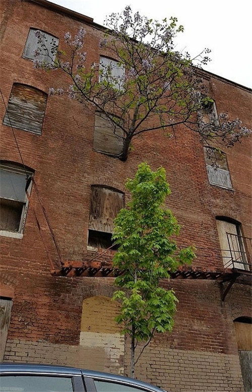 樹(shù)堅(jiān)強(qiáng)！樹(shù)木絕地逢生展自然之美