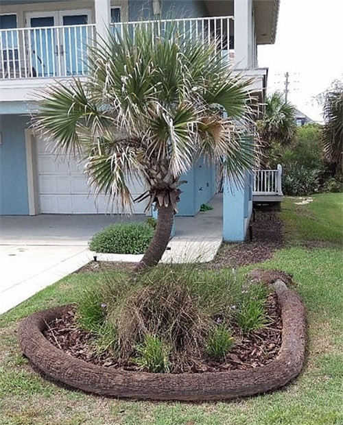 樹(shù)堅(jiān)強(qiáng)！樹(shù)木絕地逢生展自然之美