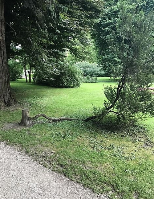 樹(shù)堅(jiān)強(qiáng)！樹(shù)木絕地逢生展自然之美