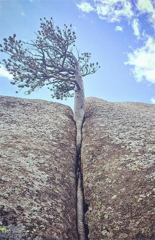 樹(shù)堅(jiān)強(qiáng)！樹(shù)木絕地逢生展自然之美