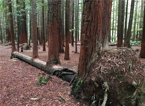 樹堅(jiān)強(qiáng)！樹木絕地逢生展自然之美