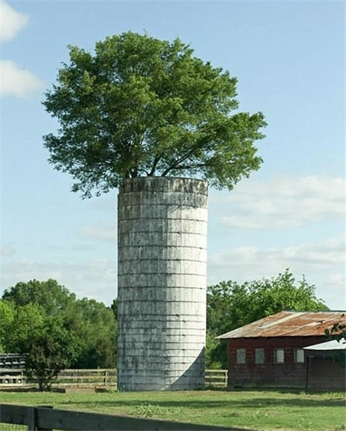 樹堅(jiān)強(qiáng)！樹木絕地逢生展自然之美