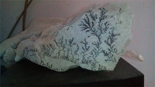 植物：地球上生命存在和發展的基礎