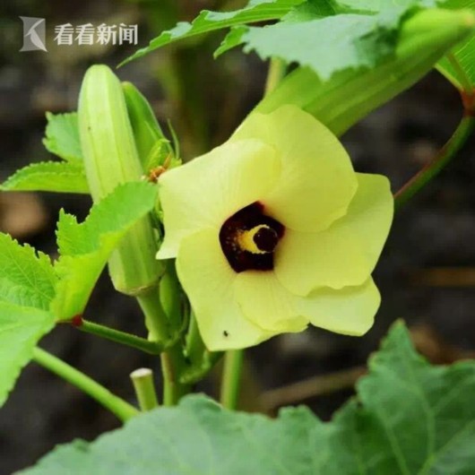 暑熱減退夏花未央 辰山植物園發(fā)布最新花訊