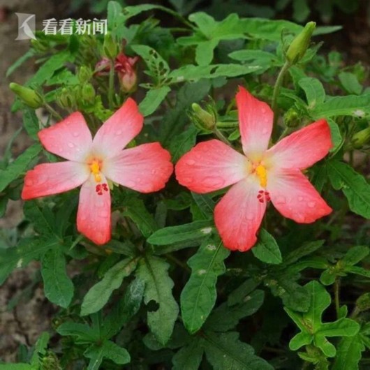 暑熱減退夏花未央 辰山植物園發(fā)布最新花訊