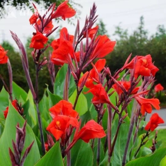 暑熱減退夏花未央 辰山植物園發(fā)布最新花訊