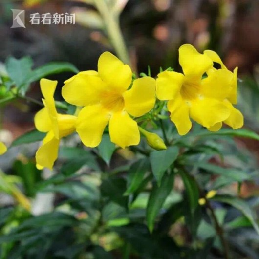 暑熱減退夏花未央 辰山植物園發布最新花訊