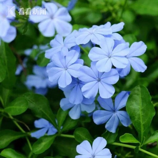 暑熱減退夏花未央 辰山植物園發布最新花訊