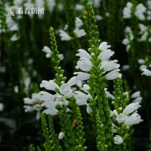 暑熱減退夏花未央 辰山植物園發布最新花訊