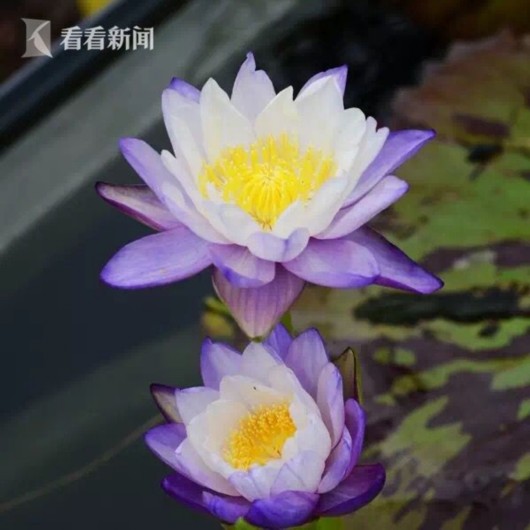 暑熱減退夏花未央 辰山植物園發布最新花訊