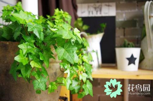 原來音樂能促進(jìn)植物生長