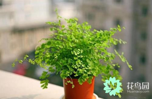 原來音樂能促進(jìn)植物生長