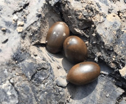 古蓮子：世界上最長壽的植物