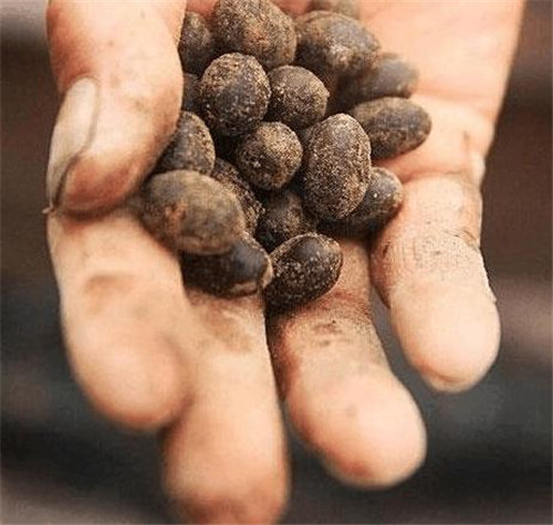 古蓮子：世界上最長壽的植物