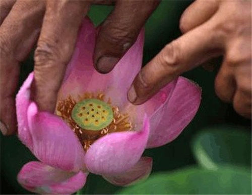 古蓮子：世界上最長壽的植物