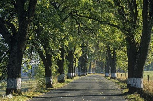 武漢出臺林蔭道設計導則 要求樹冠齊整優美