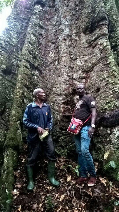 上百年的樹木一朝切割打磨成了高檔家具