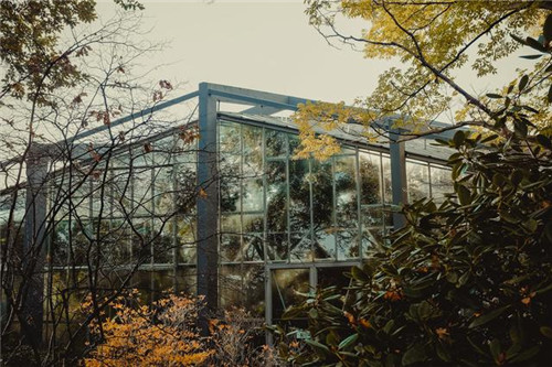 慵懶陽光下的植物溫室 沐浴在陽光下的呼吸