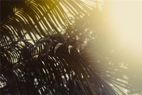 慵懶陽光下的植物溫室 沐浴在陽光下的呼吸