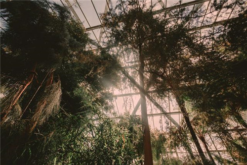慵懶陽光下的植物溫室 沐浴在陽光下的呼吸