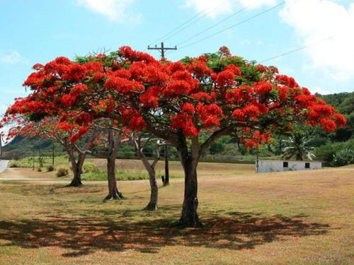 “樹姿”成為苗木品質(zhì)最大的差異