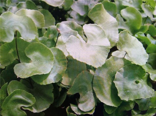 幾種常見一二級保護植物