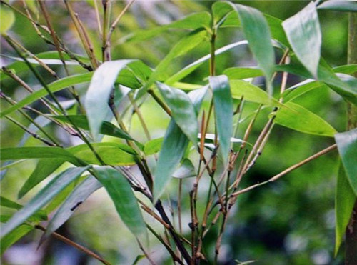 幾種常見一二級保護植物