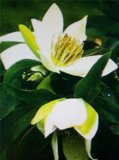 幾種常見一二級保護植物