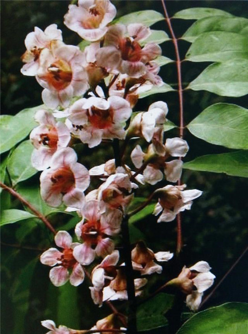 幾種常見一二級保護植物