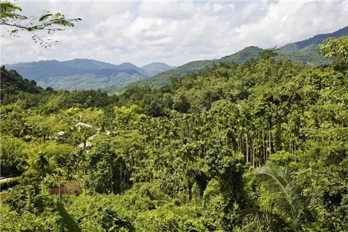  雨林谷：一個(gè)原生態(tài)的熱帶雨林植物的王國(guó)