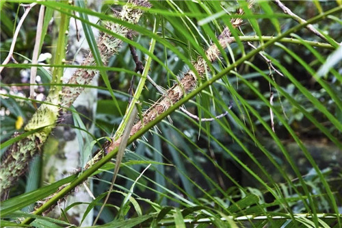  雨林谷：一個(gè)原生態(tài)的熱帶雨林植物的王國(guó)