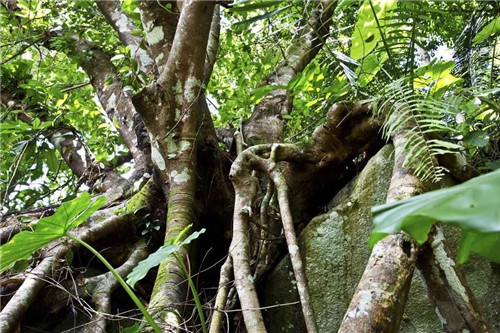  雨林谷：一個(gè)原生態(tài)的熱帶雨林植物的王國(guó)