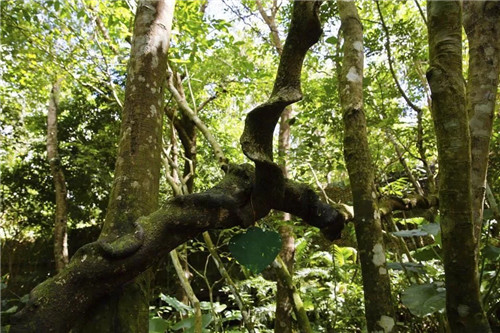  雨林谷：一個(gè)原生態(tài)的熱帶雨林植物的王國(guó)