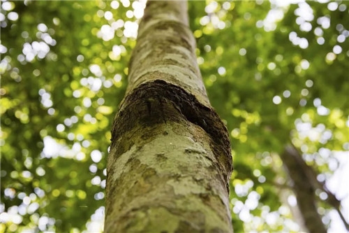 雨林谷：一個原生態(tài)的熱帶雨林植物的王國