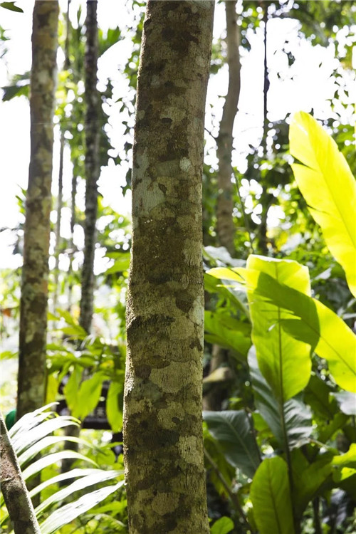  雨林谷：一個原生態(tài)的熱帶雨林植物的王國