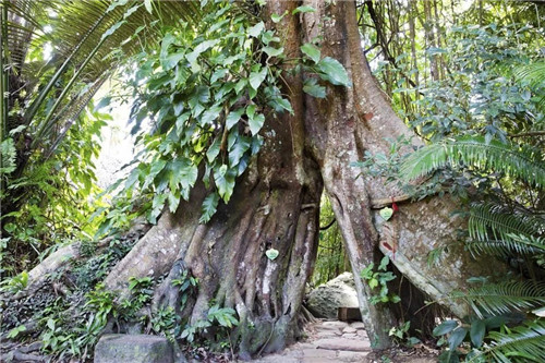  雨林谷：一個原生態(tài)的熱帶雨林植物的王國