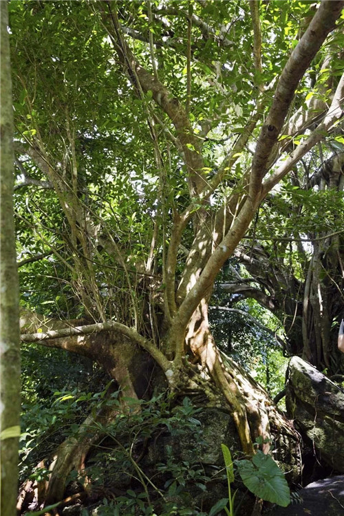  雨林谷：一個原生態(tài)的熱帶雨林植物的王國