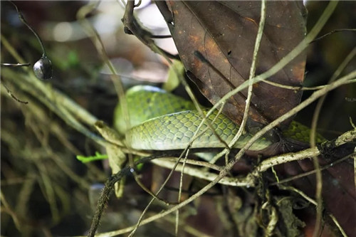  雨林谷：一個原生態(tài)的熱帶雨林植物的王國