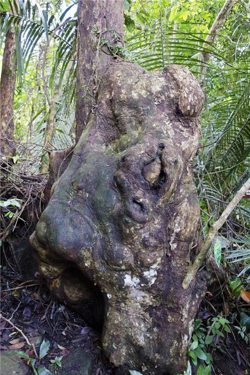  雨林谷：一個原生態的熱帶雨林植物的王國