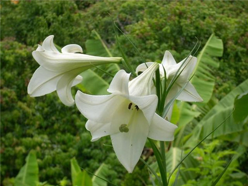 荒野生存：一定要記住的6種救命植物