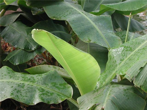 荒野生存：一定要記住的6種救命植物