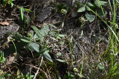 浙江省縉云大洋山發現植物新物種