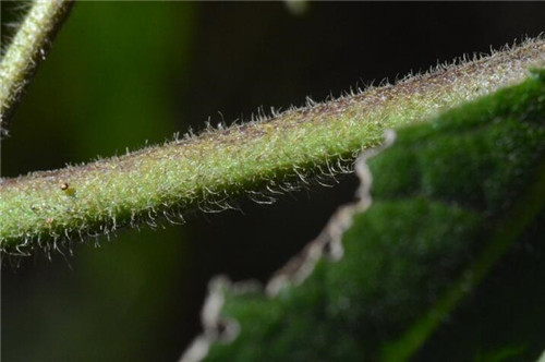 浙江省縉云大洋山發現植物新物種