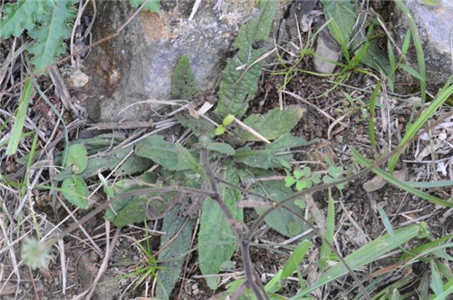 浙江省縉云大洋山發現植物新物種