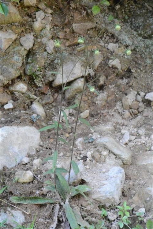 浙江省縉云大洋山發現植物新物種