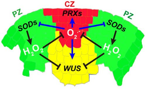 研究揭示植物干細胞調控新機制