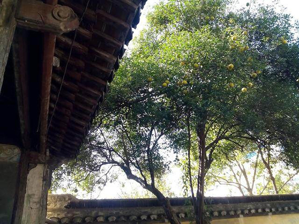 適合庭院的10種經典高顏值主景觀樹木