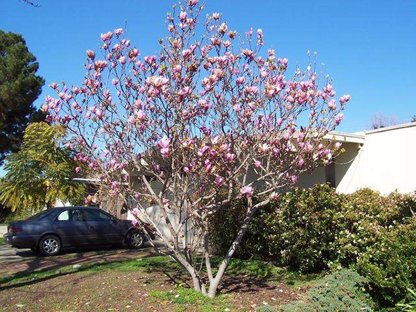 適合庭院的10種經典高顏值主景觀樹木